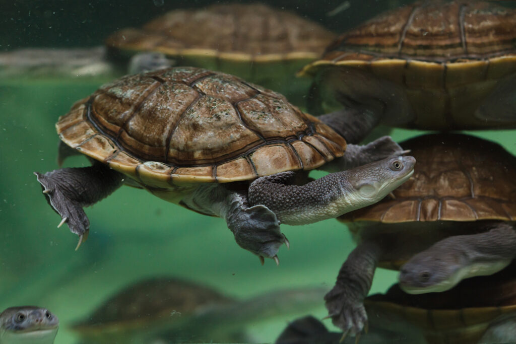 Tartaruga dal collo di serpente dell'isola di Roti (Chelodina mccordi), nota anche come tartaruga dal collo di serpente di McCord.