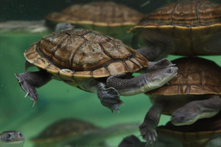 Chelodina mccordi - Tartaruga dal collo di serpente dell'isola di Roti, nota anche come tartaruga dal collo di serpente di mccordi - Tartaruga dal collo di serpente dell'isola di Roti, nota anche come tartaruga dal collo di serpente di McCord.