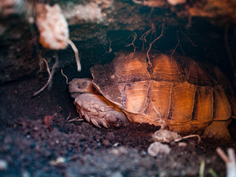 Centrochelys sulcata nella tana che ha scavato dove sta riposando