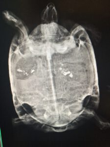 Radiografia di tartaruga con distocia