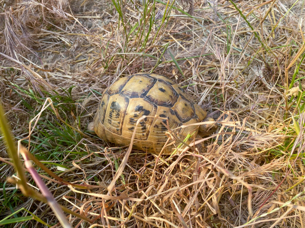 Testudo graeca terrestris