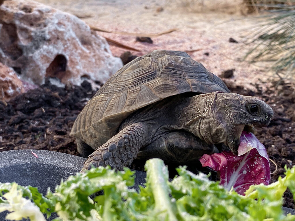 Bellissimi esemplari di Testudo graeca terrestris golden greek di colore nero