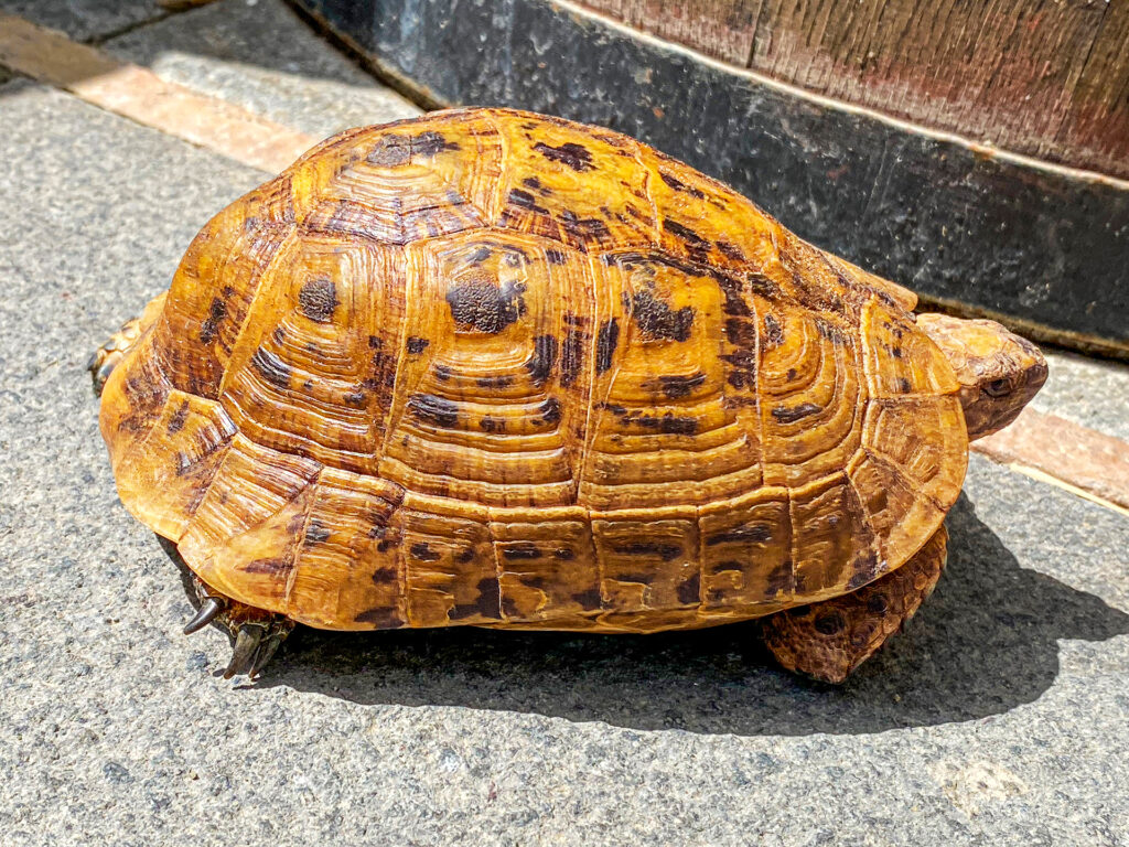 Bellissimi esemplari di Testudo graeca terrestris golden greek di colore arancio intenso