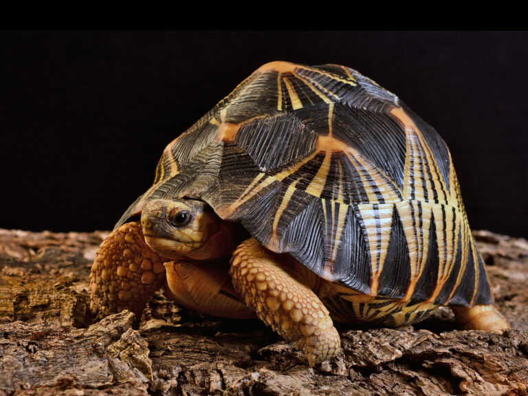 Primo piano della tartariga Astrochelys Radiata (Testudines; Testudinidae), un comune rettile da compagnia 