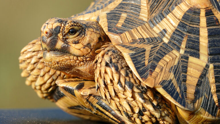 Geochelone elegans