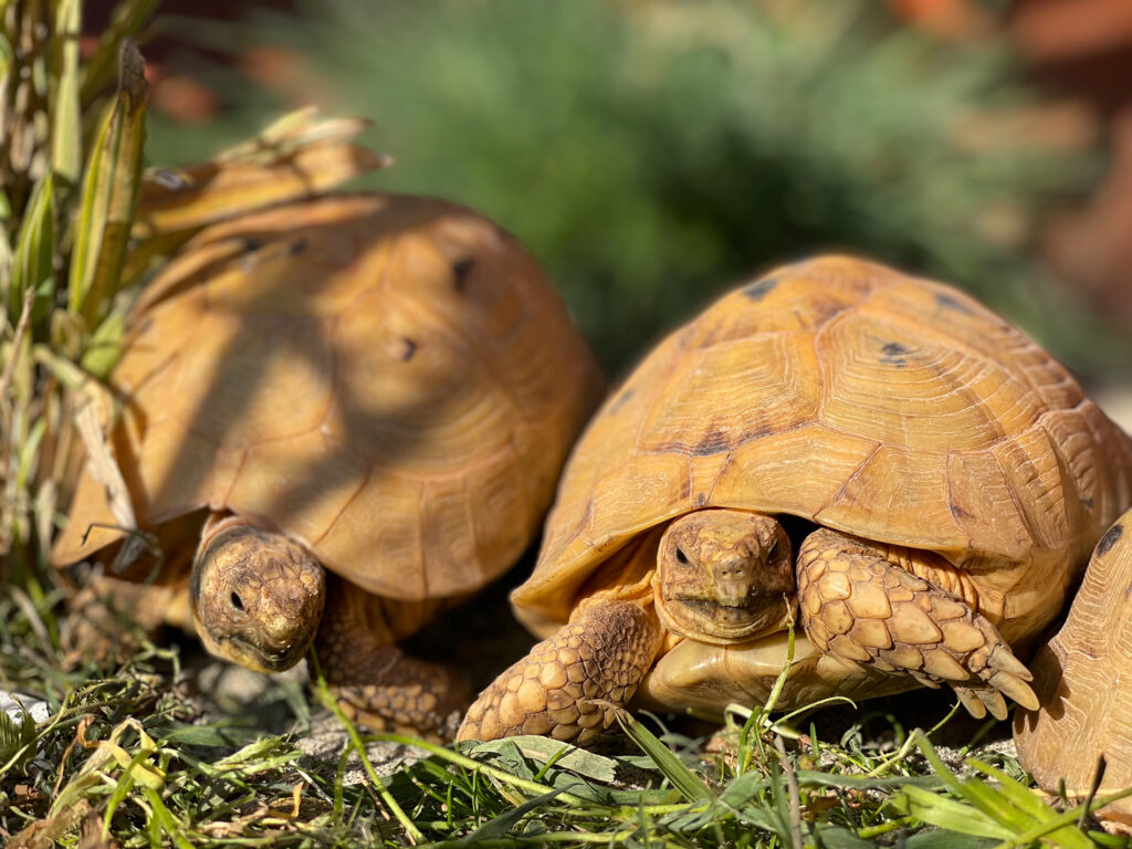 Bellissimi esemplari di Testudo graeca terrestris golden greek