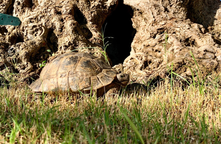 Tartaruga si mimetizza nell'ambiente