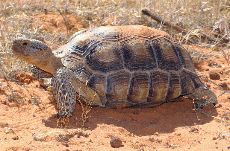 Tartaruga Gopher