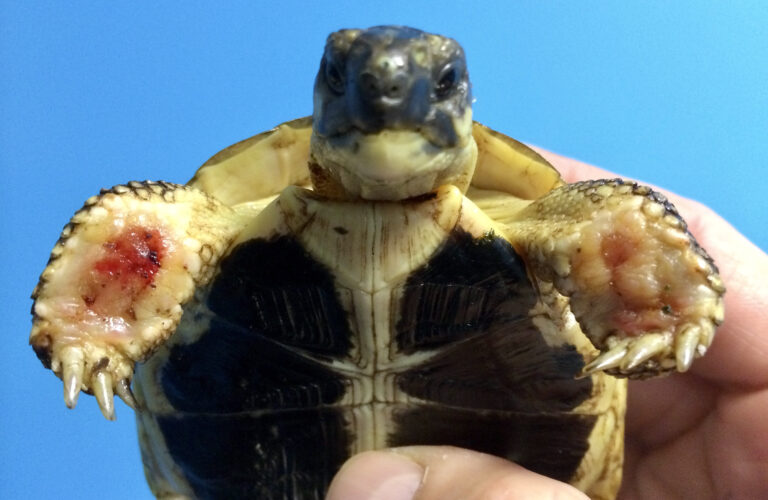 tartaruga morsa da ratti in guarigione