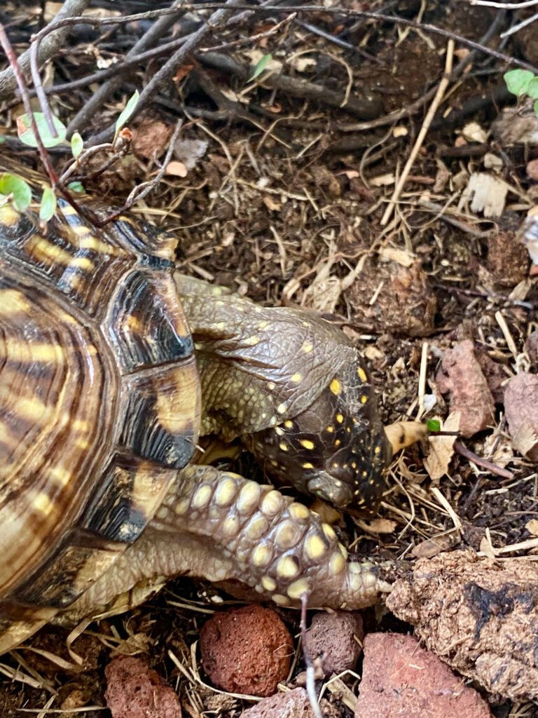 Nutrire tartarughe onnivore e cheloni semi-acquatici in cattività