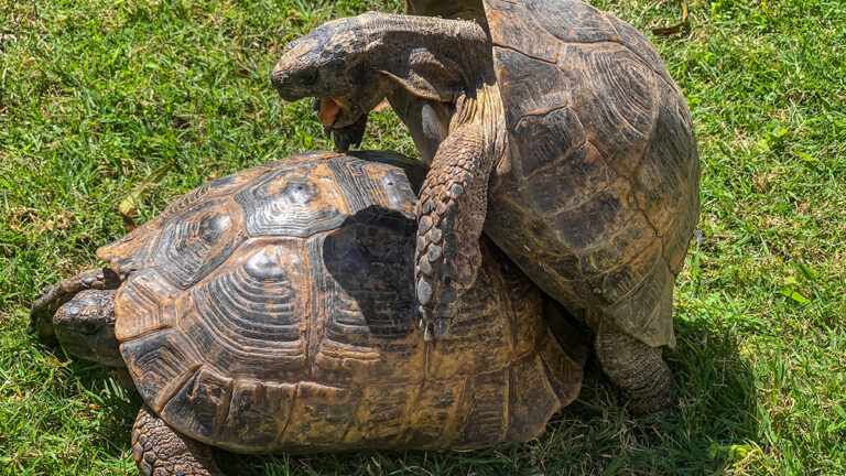 Accoppiamento Testudo graeca ibera