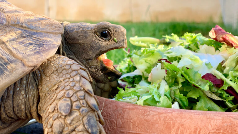 Alimentazione nelle tartarughe