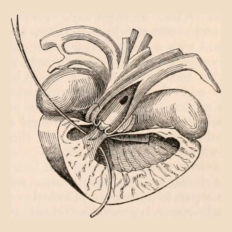 illustrazione anatomia cuore tartarughe