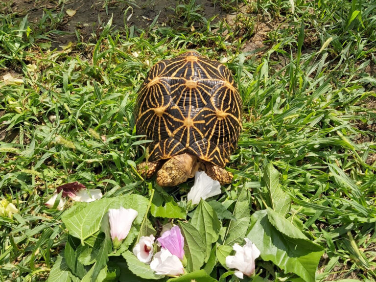 Geochelone elegans