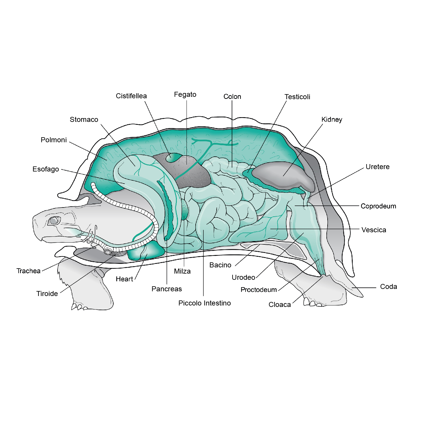 vista anatomica cheloni