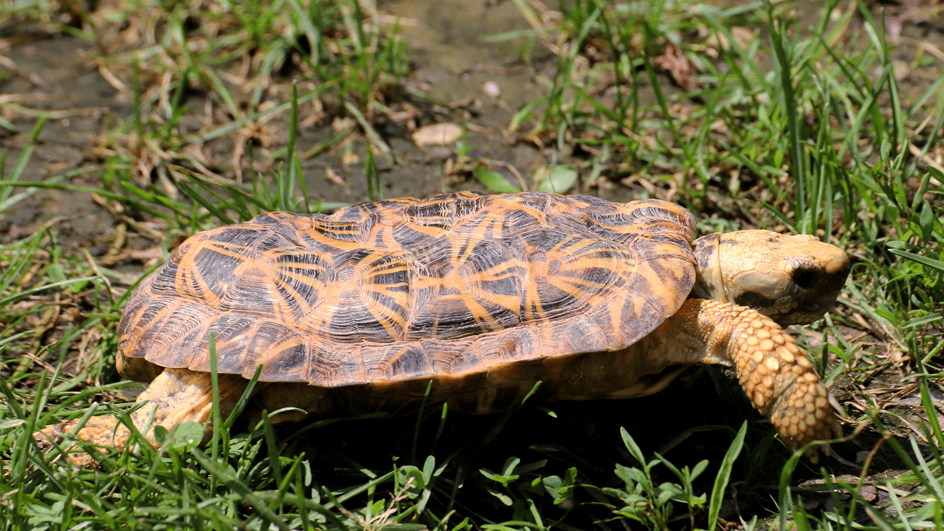 Malacochersus tornieri