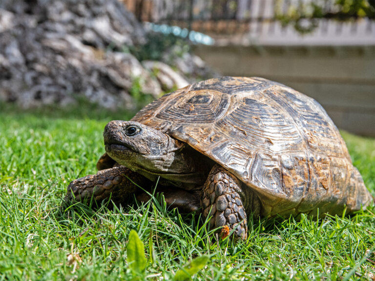 testudo graeca fa basking sopra il prato