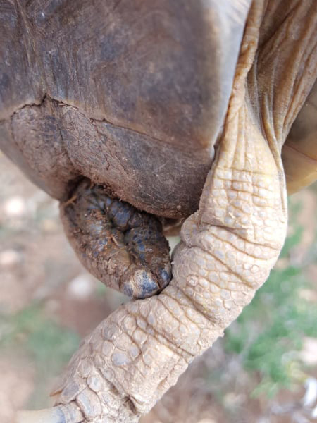 particolare doppio astuccio corneo nella coda di una testudo graeca terrestris