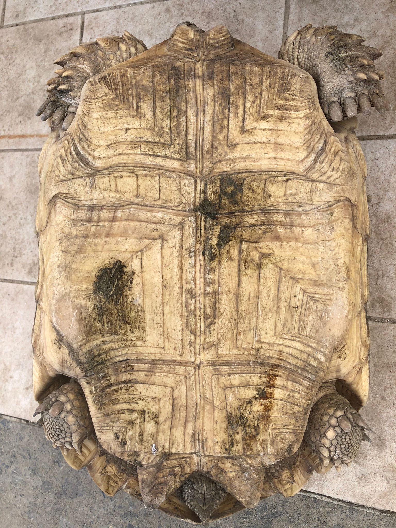 Centrochelys sulcata femmina