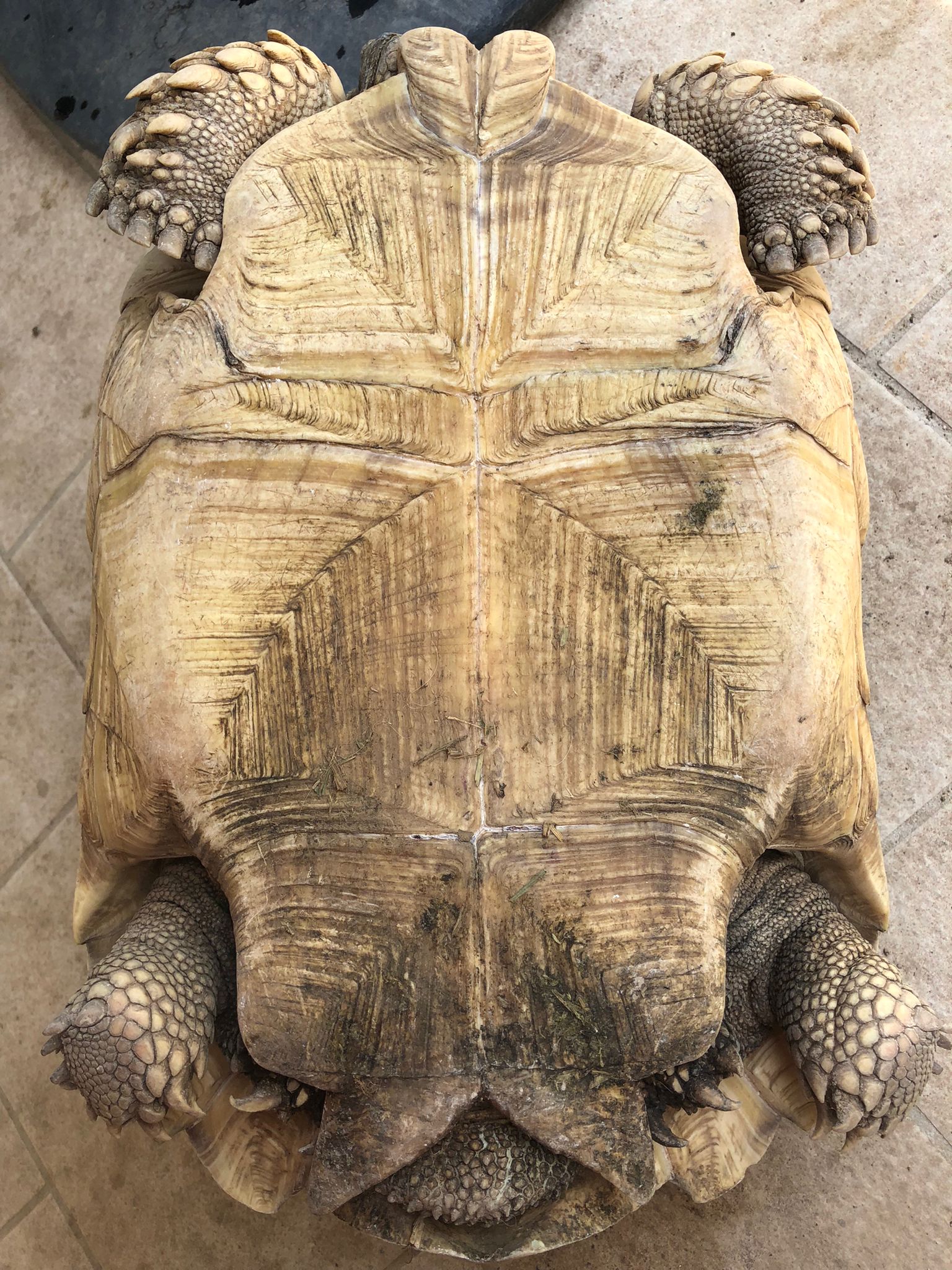 Centrochelys sulcata maschio