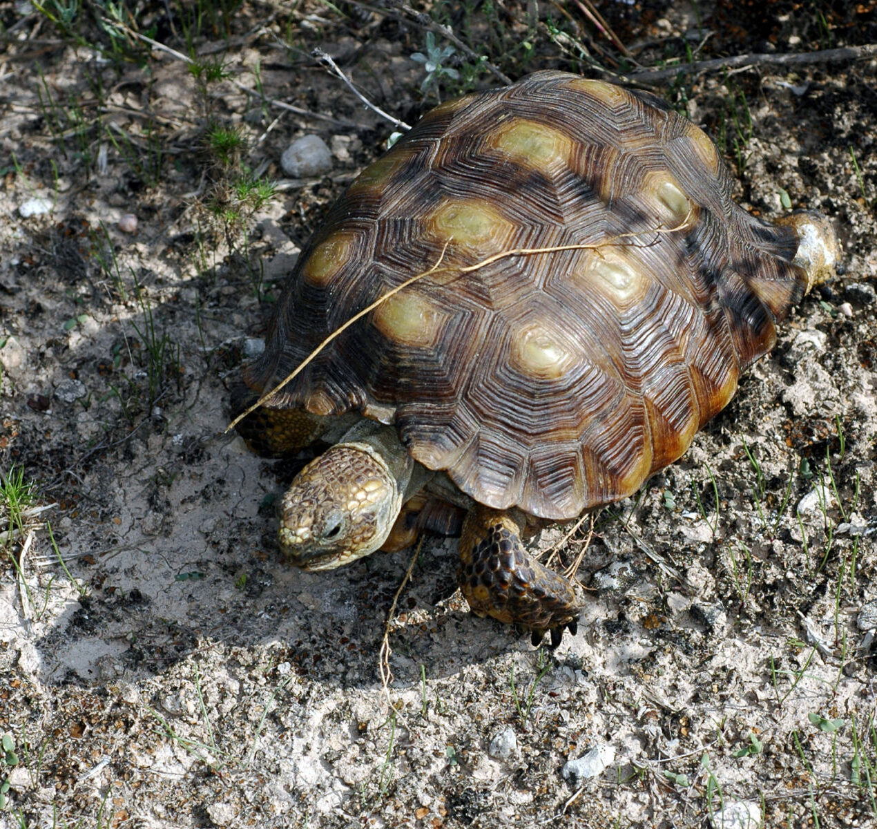 Gopherus berlandieri