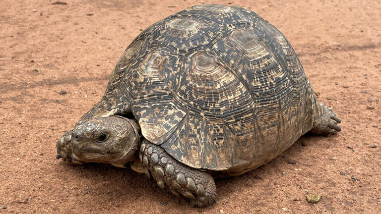 Stigmochelys pardalis