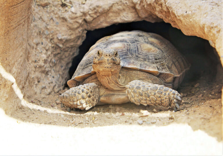 Le tane degli animali sono rifugi per il cambiamento climatico