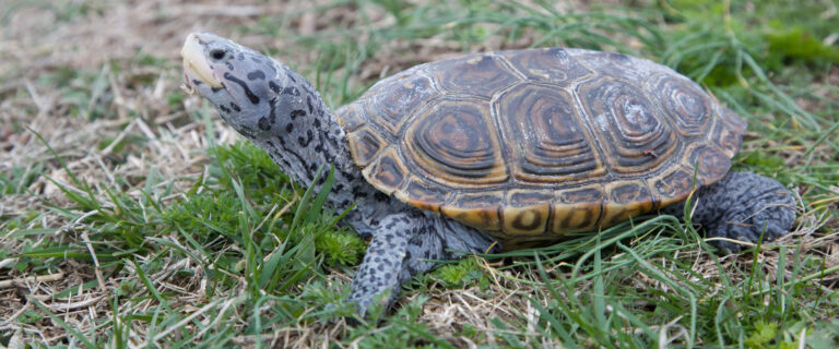 Diamondback Terrapin