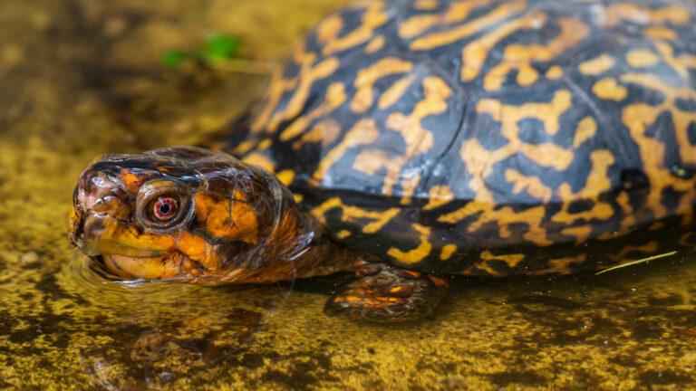 Eastern box turtle (Terrapene carolina carolina) in water - Florida, USA