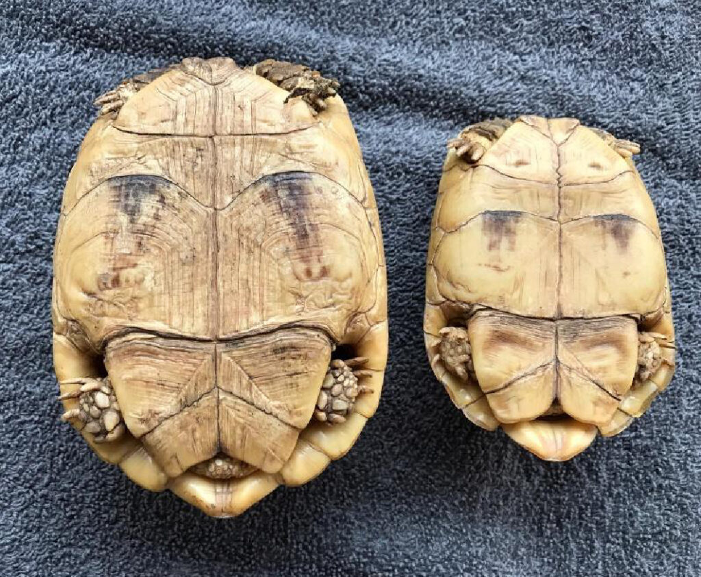 testudo kleinmanni