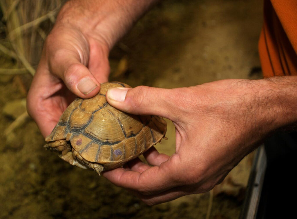 testudo kleinmanni