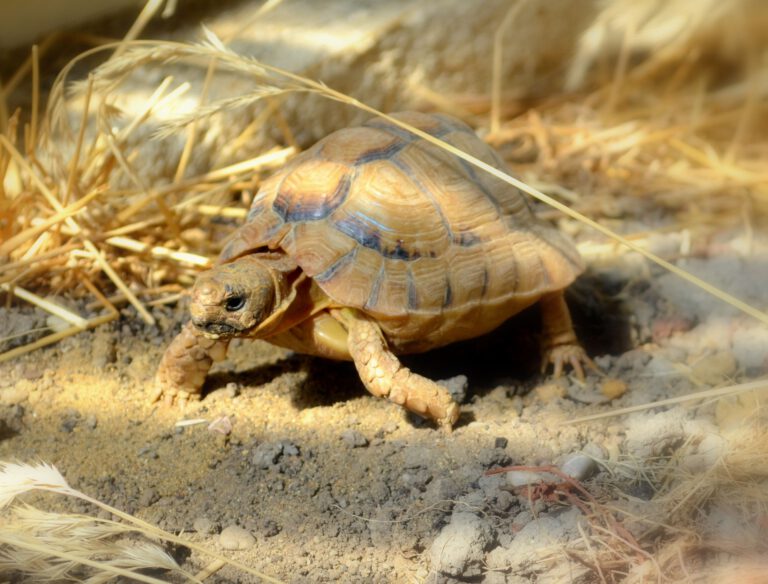 Testudo kleinmanni