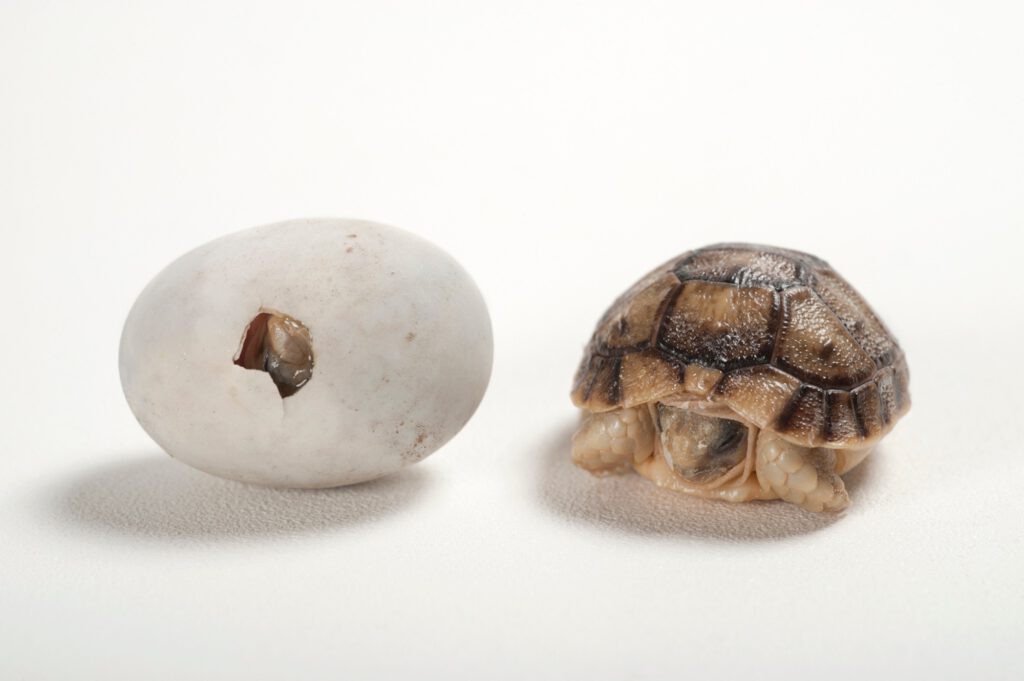 A critically endangered Kleinmann's tortoise (Testudo kleinmanni) egg and baby at the Woodland Park Zoo.