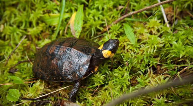 Glyptemys muhlenbergii