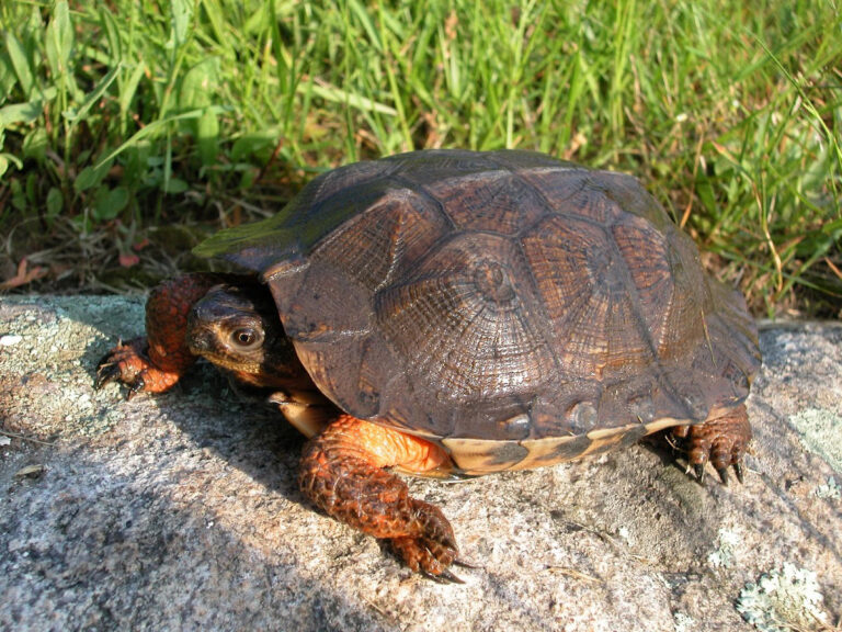 Glyptemys insculpta tartaruga di legno