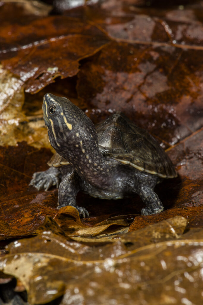 Sternotherus odoratus baby