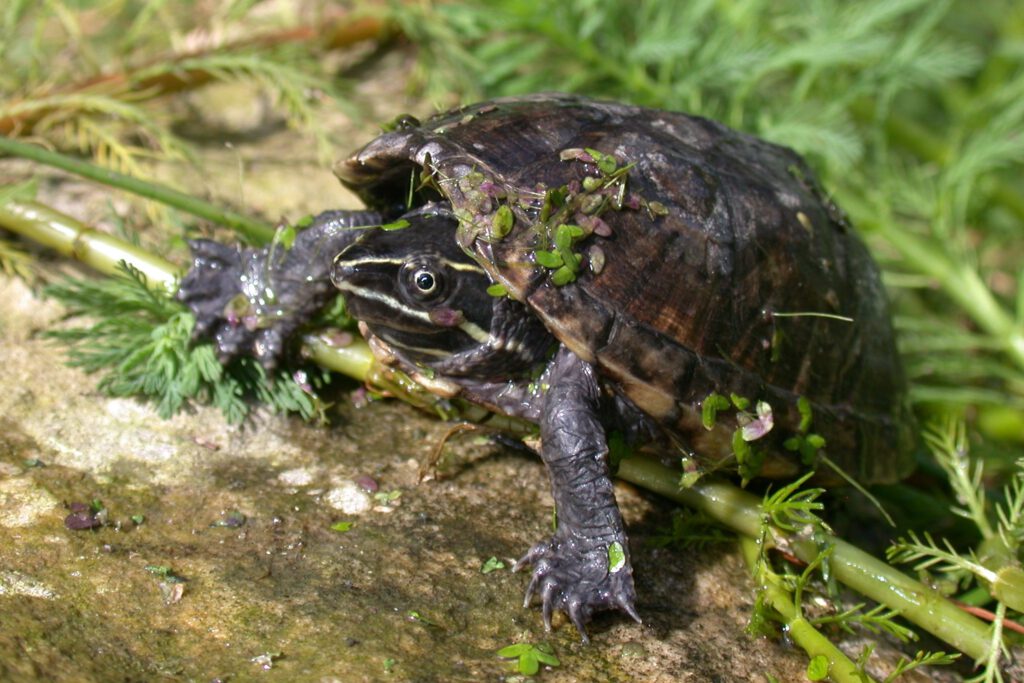 Sternotherus odoratus