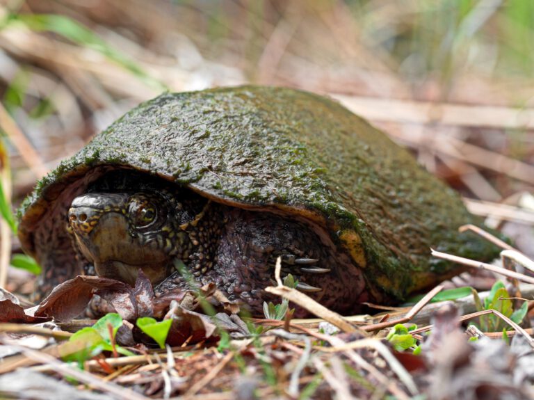 Sternotherus odoratus