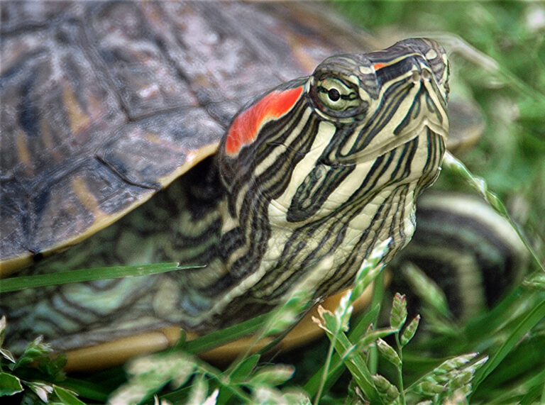 Trachemys scripta elegans