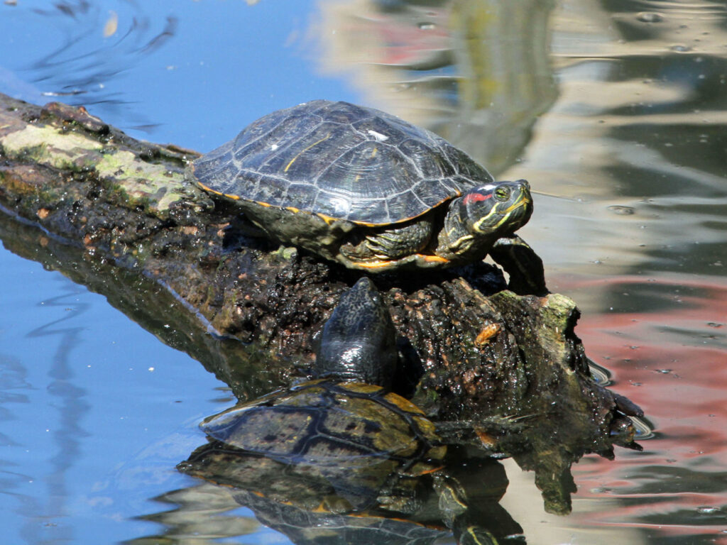 Trachemys scripta elegans