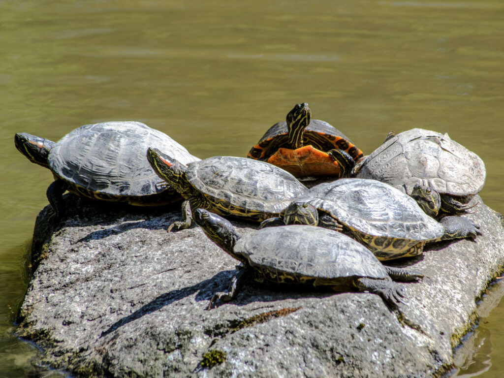 Trachemys scripta elegans