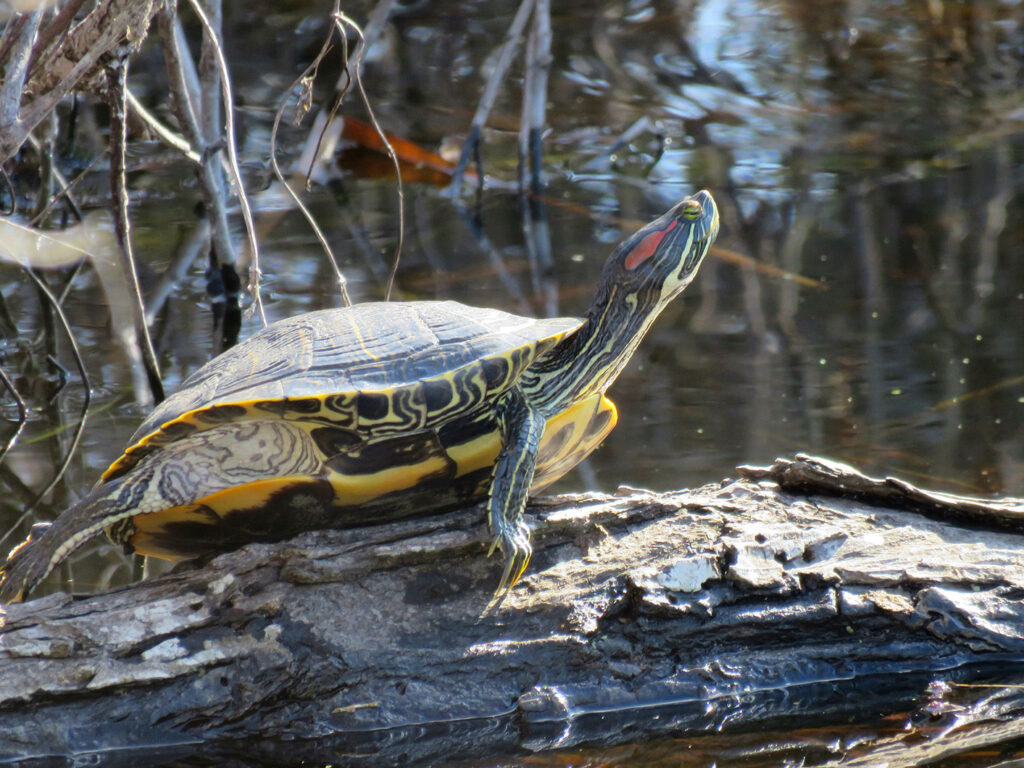 Trachemys scripta elegans