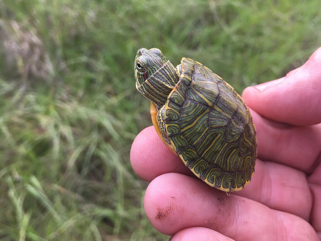 Trachemys scripta elegans