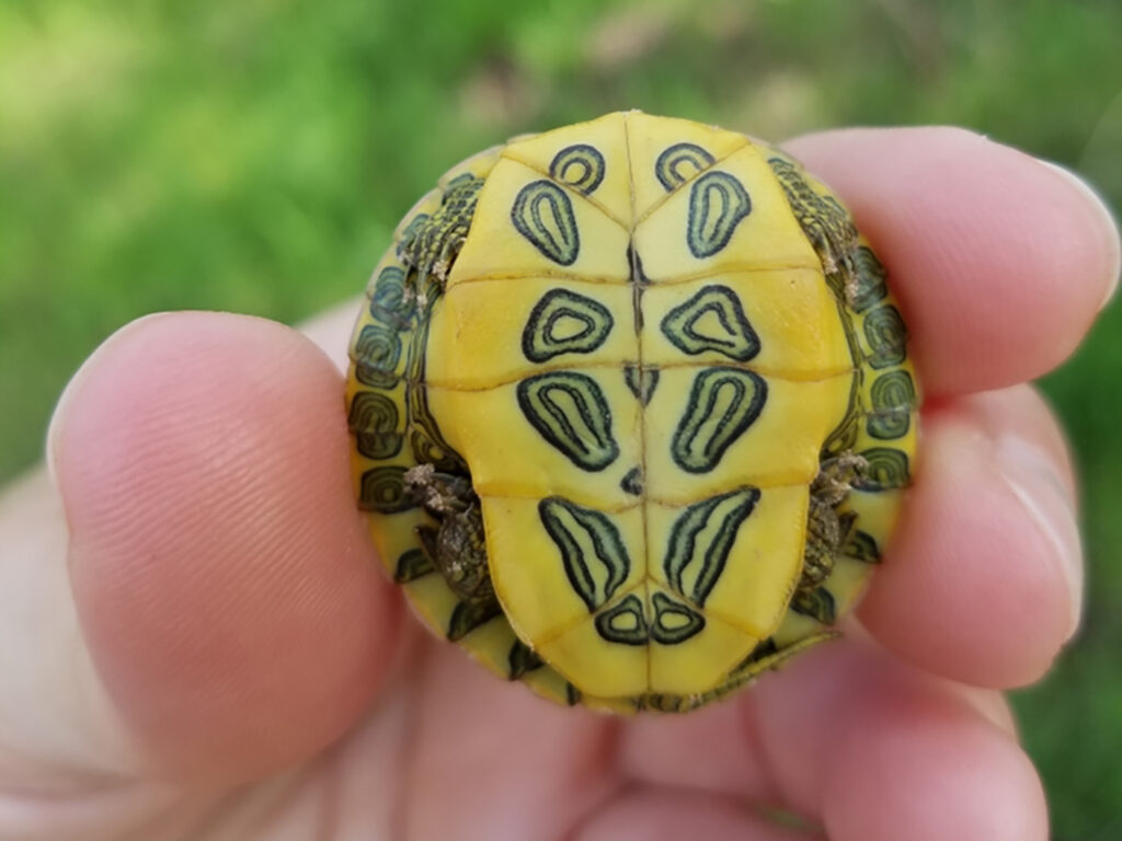 Trachemys scripta elegans