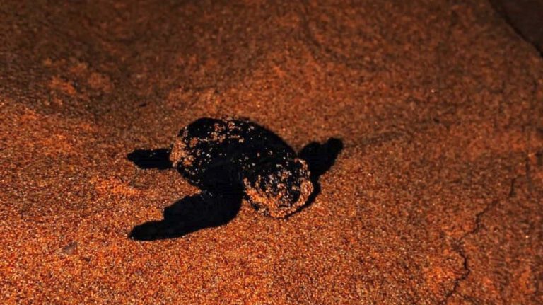 Nuova schiusa di tartarughe Caretta caretta a Trappeto