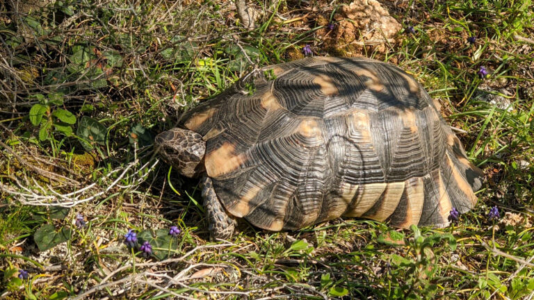 testudo marginata prende il sole in natura