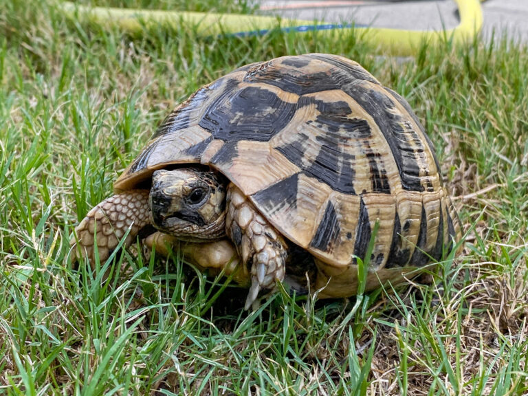 Testudo graeca nabeulensis