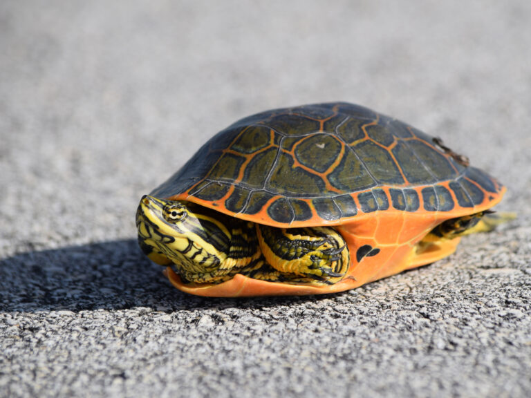 Deirochelys reticularia reticularia