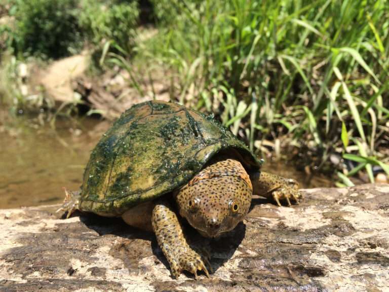 Sternotherus carinatus