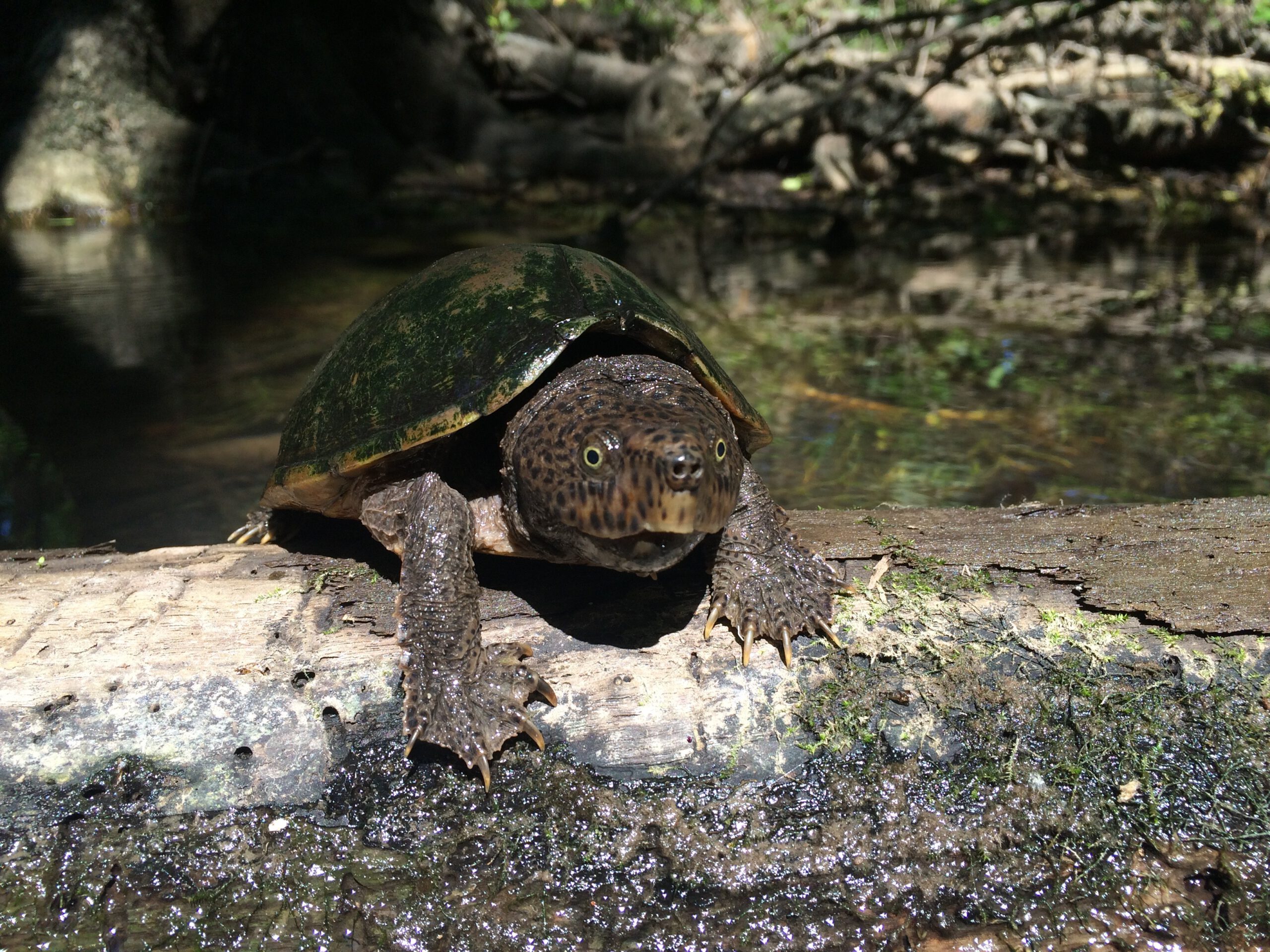 Sternotherus minor minor